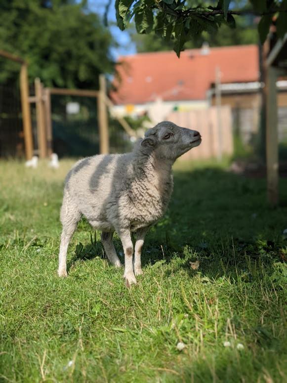 Helenes Ferienwohnung Auf Dem Bauernhof - Lausitzer Seenland Lauta Dış mekan fotoğraf