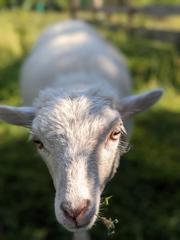 Helenes Ferienwohnung Auf Dem Bauernhof - Lausitzer Seenland Lauta Dış mekan fotoğraf