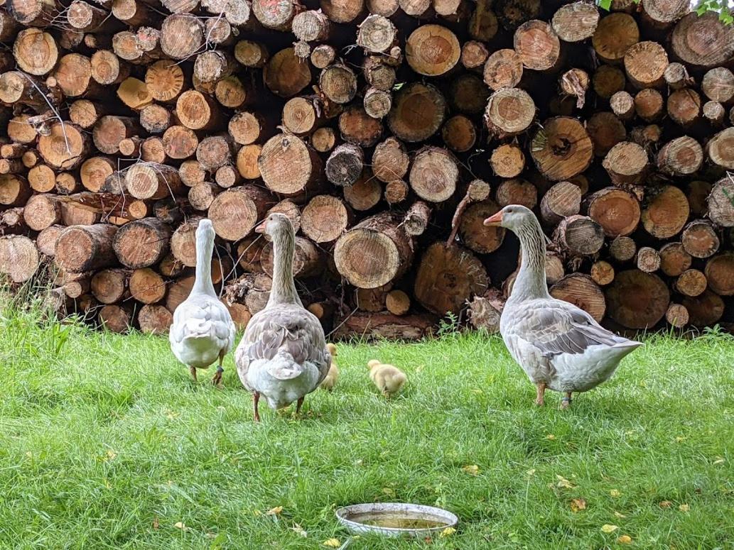 Helenes Ferienwohnung Auf Dem Bauernhof - Lausitzer Seenland Lauta Dış mekan fotoğraf