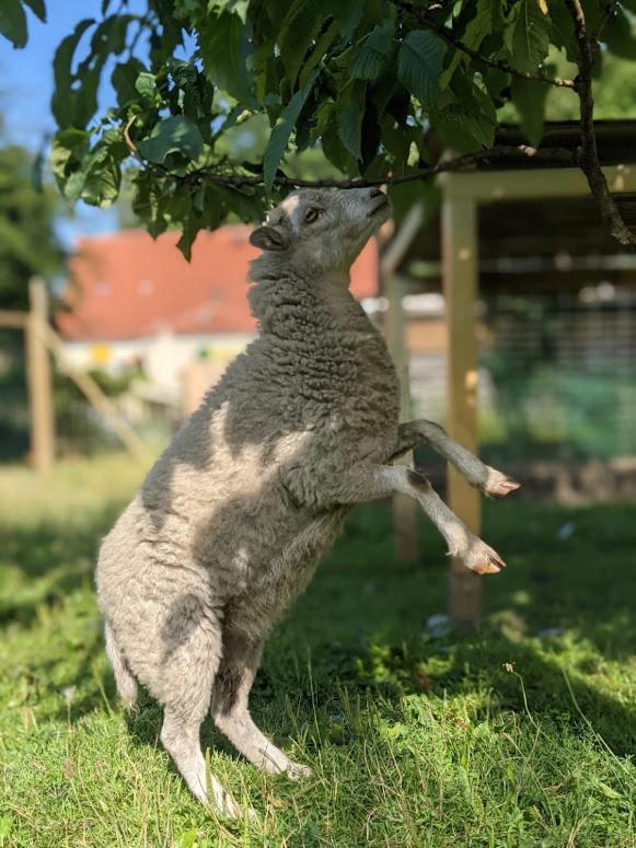 Helenes Ferienwohnung Auf Dem Bauernhof - Lausitzer Seenland Lauta Dış mekan fotoğraf
