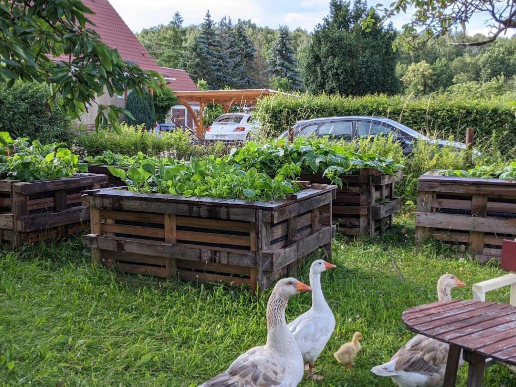 Helenes Ferienwohnung Auf Dem Bauernhof - Lausitzer Seenland Lauta Dış mekan fotoğraf