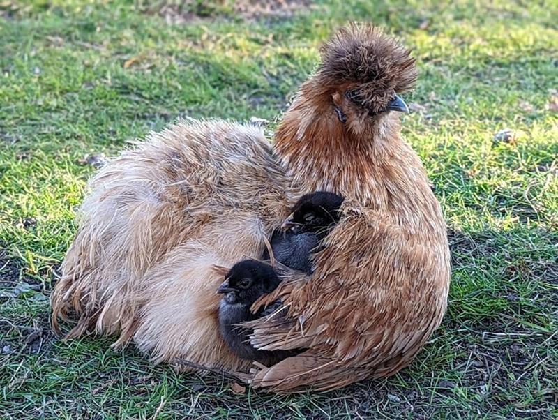 Helenes Ferienwohnung Auf Dem Bauernhof - Lausitzer Seenland Lauta Dış mekan fotoğraf