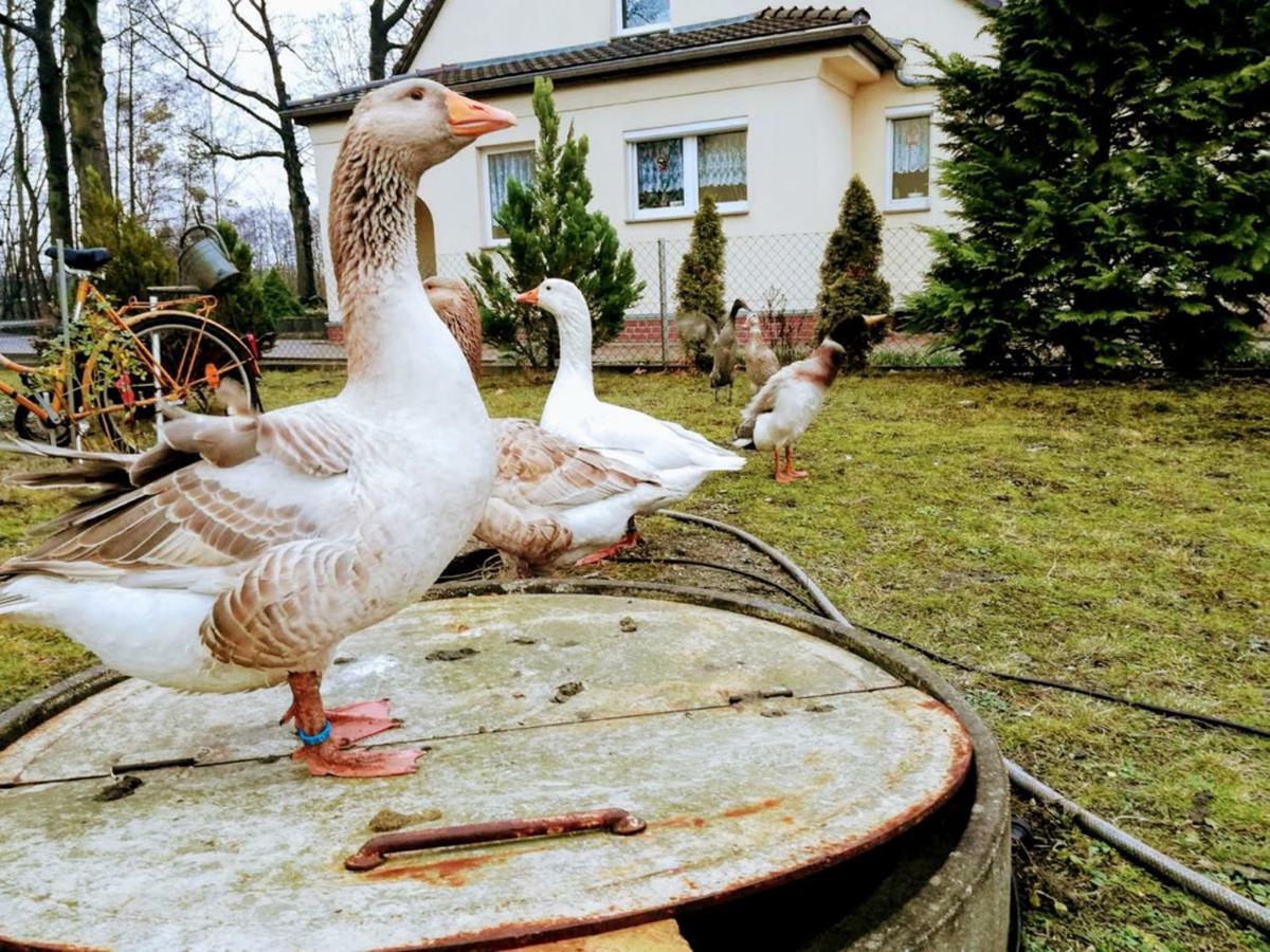 Helenes Ferienwohnung Auf Dem Bauernhof - Lausitzer Seenland Lauta Dış mekan fotoğraf